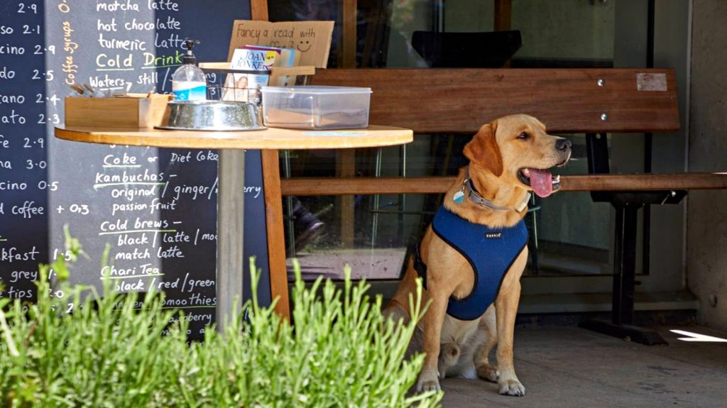 Pet-friendly UK café with dogs and owners