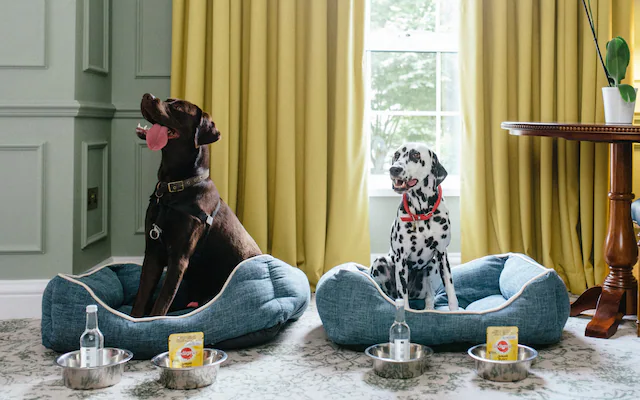 Dog enjoying a pet-friendly UK hotel